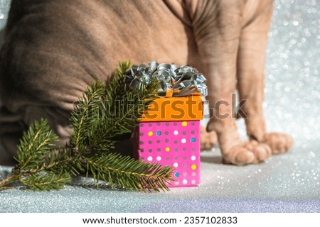 A pink polka-dotted box with a gift and a silver bow stands next to a fir branch, a symbol of new year 2022, Christmas holidays, a bald sphinx cat sitting in a shiny background. Festive wallpaper. 