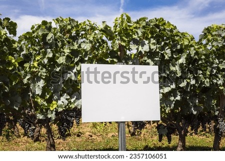 grape harvest, field of grapevines with grapes ready for harvest with white sign in front