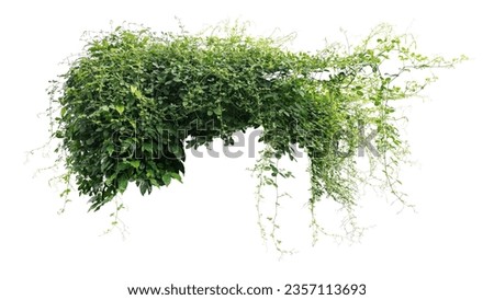 Jungle bush of three-leaved wild vine cayratia or bush grape liana ivy plant growing with long pepper plant in wild, nature frame jungle border isolated on white with clipping path. Royalty-Free Stock Photo #2357113693