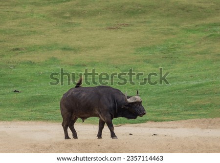 Side view of a male cape buffalo walking.