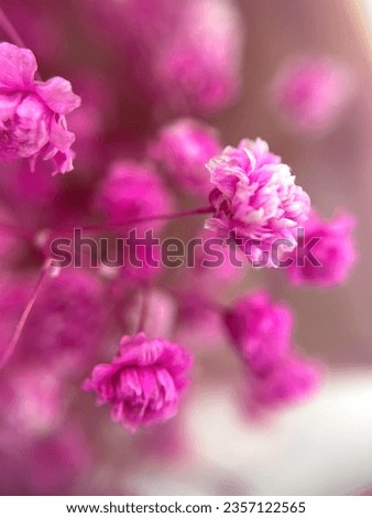 Pink gypsophila flowers. Welcome card. Macro. Spring. Summer. Congratulations. High quality photo