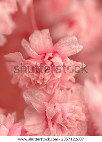 Gypsophila rosea flowers. Macro. Flowers. Nature. Background. Greeting. High quality photo
