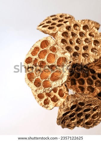 Golden lotus on white background. Lotus fruit. Floristry, dried flowers. High quality photo