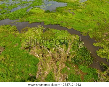 Close-up drone shot of the bright green flooded grasslands of the Pantanal in Brazil, the world's largest freshwater wetland; Traveling South America