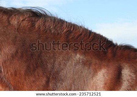 light brown horse skin background