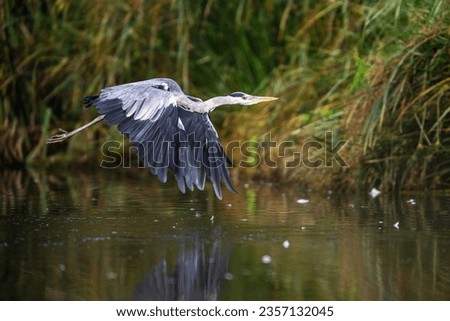 Grey Heron, Ardea cinerea bird in flight