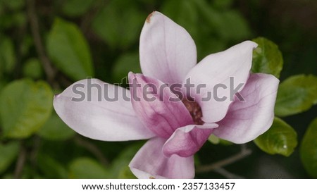 Close-up shot of purple magnolia flowers