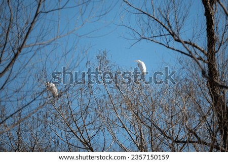 Two great egrets (Ardea alba) at the top of a tree against a blue sky
