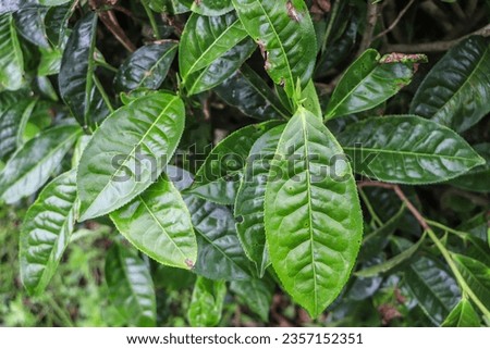 The tea plant (Camellia sinensis) belongs to the order Theales, family Theaceae. Tea is a herbaceous plant that has green leaves and the tops of the leaves are used to make tea.