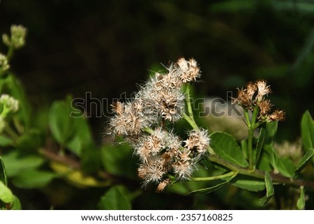 Photographing brown flowers with a black blurred background, and the background being out of focus.