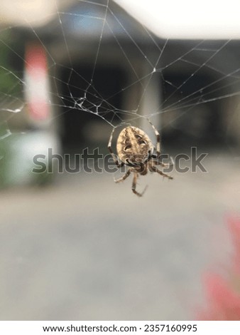 A barn spider (Araneus cavaticus) at the centre of a web Royalty-Free Stock Photo #2357160995