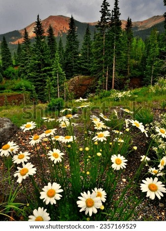 Most beautiful flowers pictures images photos.White yellow flowers garden pictures images.Nice colourful flower in mountainside pictures images photos.