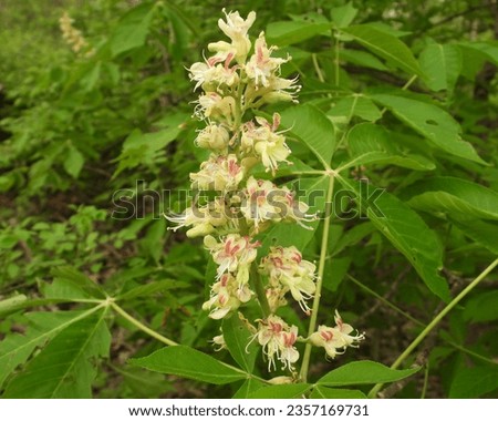 Aesculus glabra (Ohio Buckeye) Native North American Tree Wildflower