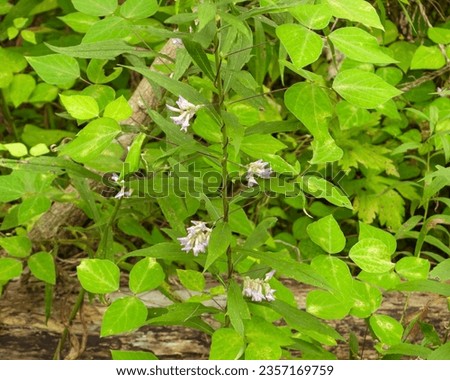 Amphicarpaea bracteata (American Hog Peanut) Native North American Woodland Vine 