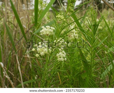 Asclepias verticillata (Whorled Milkweed) Native North American Prairie Wildflower Royalty-Free Stock Photo #2357170233