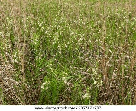 Asclepias verticillata (Whorled Milkweed) Native North American Prairie Wildflower Royalty-Free Stock Photo #2357170237