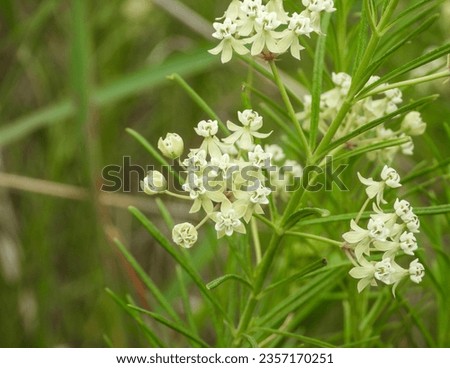 Asclepias verticillata (Whorled Milkweed) Native North American Prairie Wildflower Royalty-Free Stock Photo #2357170251