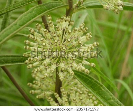 Asclepias hirtella (Prairie Milkweed) Native North American Wildflower Royalty-Free Stock Photo #2357171599