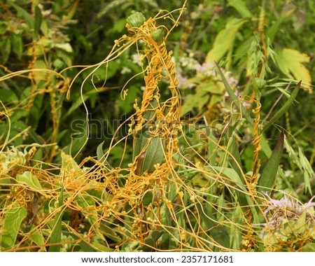 Dodder (Cuscuta Spp.) Native North American Annual Seed-bearing Parasitic Vine Climbing on Vegetation 