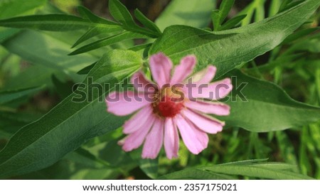 pink zinia flower blurred flower picture with beautyfull pink zinia decoration