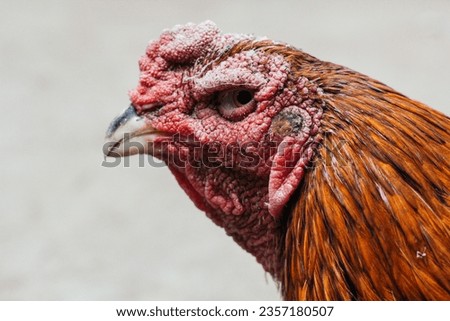 A male chicken is the result of a laying hen that is male, so it is called a rooster. While on the farm, males will be given special cages and special feed