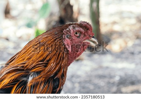 A male chicken is the result of a laying hen that is male, so it is called a rooster. While on the farm, males will be given special cages and special feed