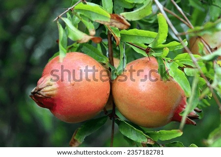 Pomegranate fruits hanging on a branch with green leaves background