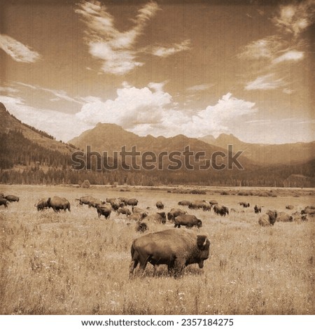 Bison Herd in the Yellowstone National Park, with sepia aged effect