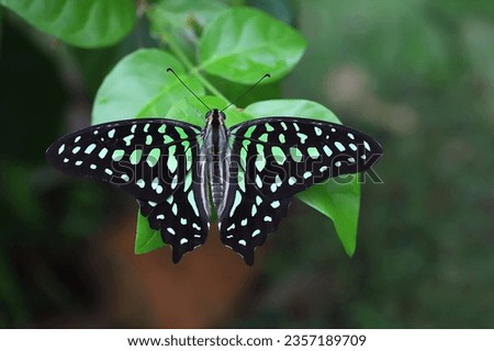 Tailed jay butterfly perching on a leaf, top view