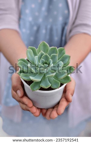 Green stone lotus (succulent) potted plant. Red echeveria succulent houseplants on white, top view. Cactus in a pot on a shelf white plastic. stone lotus Graptopetalum paraguayense. Decoration