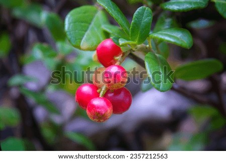 Closeup of red lingonberries in forest. Shallow depth of field. Cowberries Vaccinium vitis-idaea .