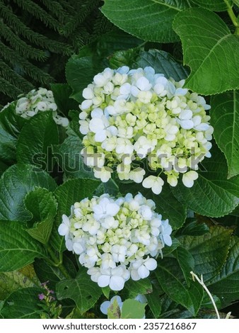 Picture of hygrangea or hortensia flower with green background