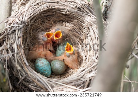 Turdus pilaris, Fieldfare.  Nest of a bird in the nature. Royalty-Free Stock Photo #235721749