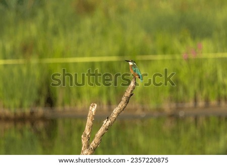 kingfisher sits on a trunk in a pond
