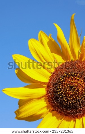 yellow sunflower with blue sky background