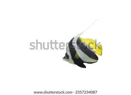 Longfin bannerfish isolated on white background. Heniochus acuminatus fish cutout icon. Tropic Pennant coralfish or Coachman cut out element for design, side view