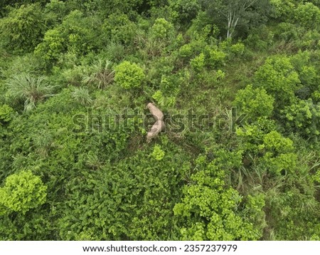 wild elephents in Thailand forest