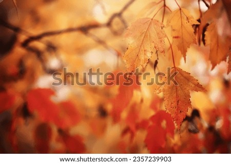 Red and orange autumn leaves background. Outdoor.
Colorful backround image of fallen autumn leaves perfect for seasonal use. Space for text. Royalty-Free Stock Photo #2357239903