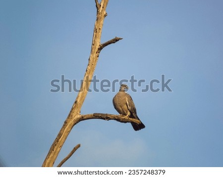 photo bird on a branch