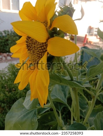 Beautiful sunflower 
Sunflower picture 
Hd background 
Sunflower walpaper
Sunflowers 