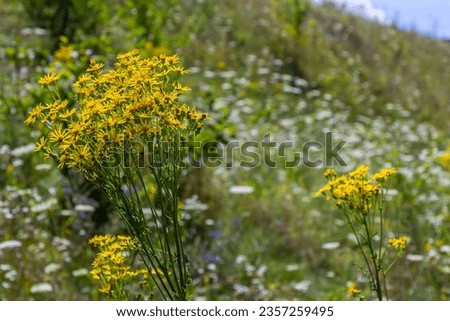Yellow flowers of Senecio vernalis closeup on a blurred green background. Selective focus. Royalty-Free Stock Photo #2357259495