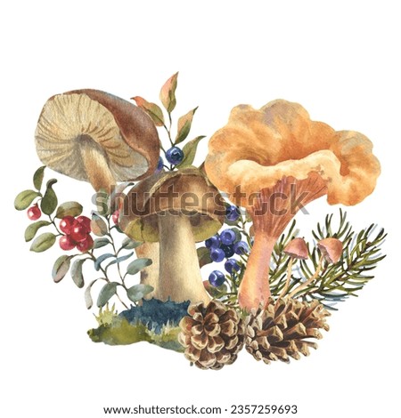 Watercolor illustration forest chanterelle mushrooms with blueberry bushes, forest plant, cones and spruce branch. Hand drawn iluustration, Isolated on a white background