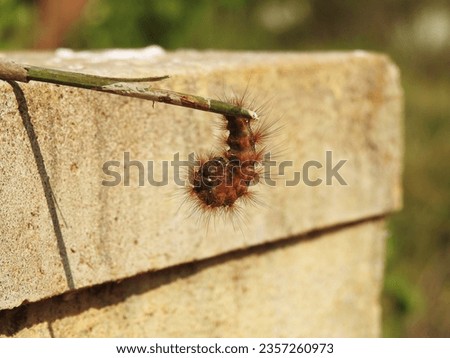 Closeup of beautiful black and brown color caterpillar or Kambali Hulu isolated on nature background