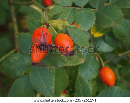 photo berries on a branch