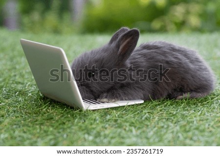 Newborn tiny baby rabbit black bunny with small laptop sitting on the green grass. Lovely infant rabbit looking at notebook screen on lawn natural background. Easter fluffy animal pet concept.