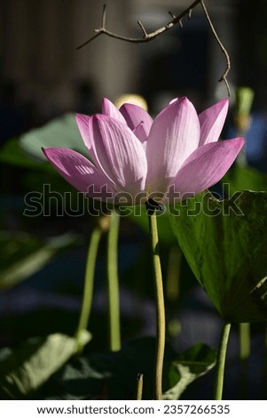 Pink Lotus flowers and green leaves with the background blurred

