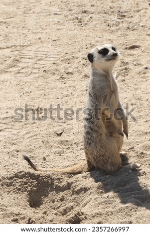 A cheeky meerkat, ever-vigilant, stands tall on its hind legs, scanning the horizon with a watchful gaze, the epitome of curiosity
