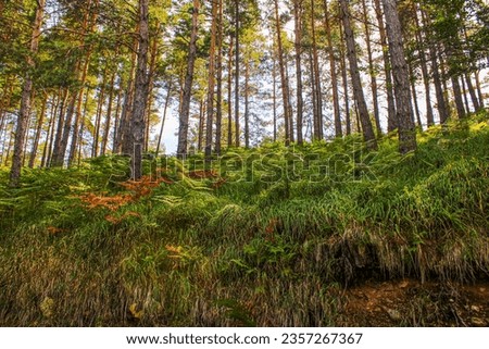 A beautiful colorful forest full of ferns during sunset.