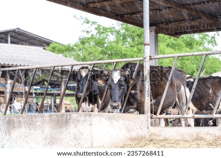 Close up of feeding cows in cowshed on dairy farm in countryside of Thailand. Black and white cows eating hay in the stable during waiting milking at barn stalls. Livestock and agriculture concept