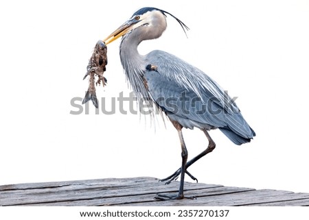 Great Blue Heron: A tall wader known for its patient fishing. Royalty-Free Stock Photo #2357270137